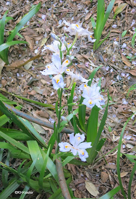 Iris, Tokyo