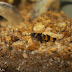 Brachygobius doriae - Bumblebee Goby