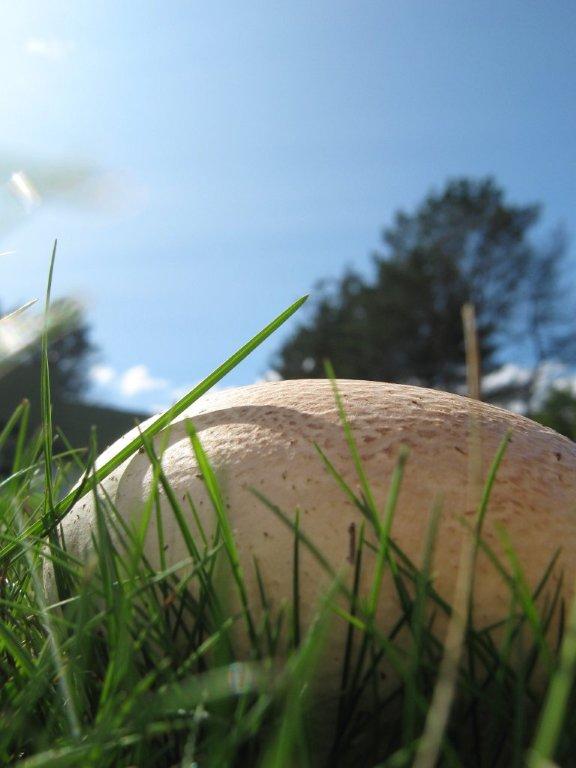 Puffball mushroom recipe