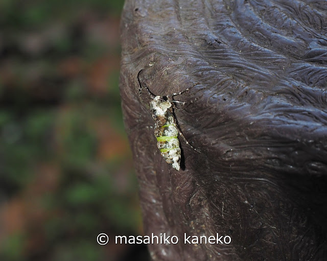 シロトゲエダシャク ♀