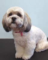 Lhasa Apso