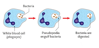 Innate Immunity Phagocytic barrier