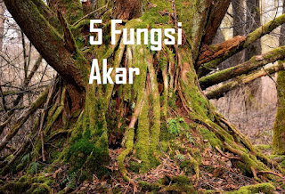 5 Fungsi akar pada Tumbuhan