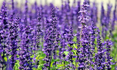 lavender ayurveda