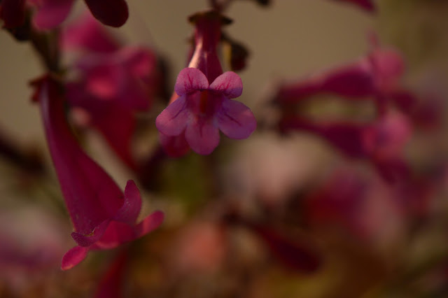 monday vase meme, small sunny garden, amy myers, desert garden, penstemon, parryi, desert penstemon