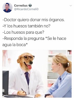 meme dogtor