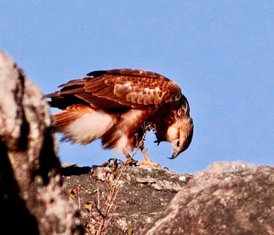 White-eyed Buzzard