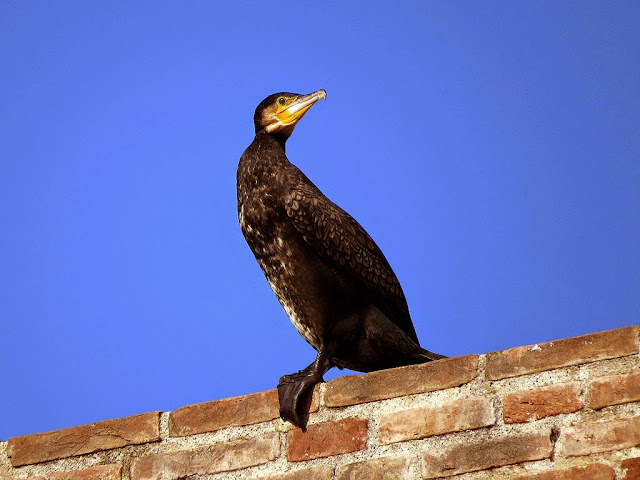 Cormorano, Palazzo di Francesco, Fortezza Vecchia, Livorno