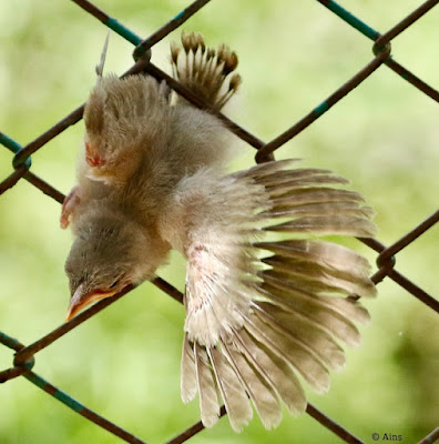 "Jungle Babbler , makes it's maiden flight."