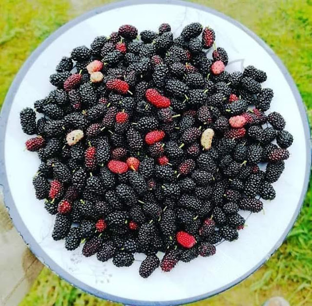 Benefits of mulberry  شہتوت کے فواٸد
