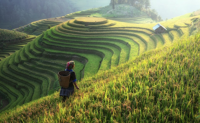 Hidden Beautiful Of The Muong Hoa Valley 