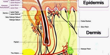 Bagian-Bagian Lapisan Kulit dan Fungsinya
