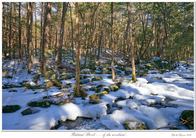 Rutland Brook: ... of the woodland...