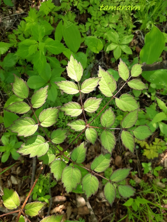 Аралия высокая / Аралия маньчжурская (Aralia elata, =Aralia mandshurica)