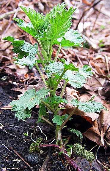 Truly Wild 4H: Lambsquarters & Stinging Nettles