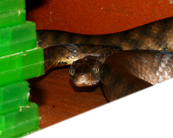Brown tree snake hiding behind my Xbox
