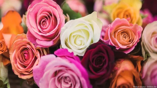 What is the meaning of rose color
