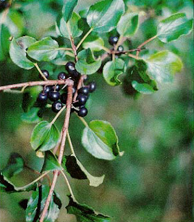 Rhamnus cathartica