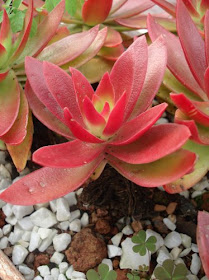 Crassula Coccinea ‘Campfire’