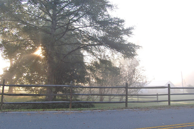 dismal swamp canal trail