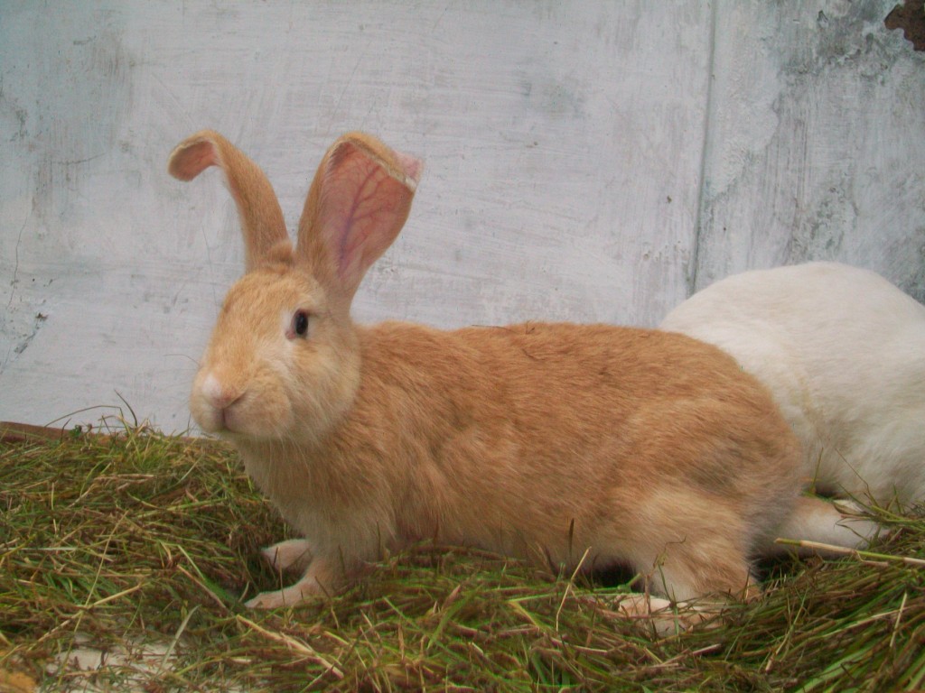 Chilla Rabbit Kelinci Dan Temperatur