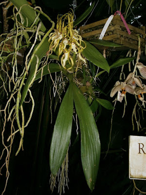 Brassia angusta orchid plant care and culture