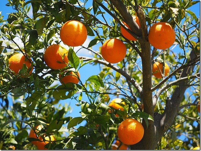 oranges-1117628_640