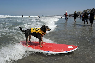 Surfing Dog Championship 2011 Seen On www.coolpicturegallery.us