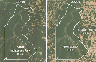 Harnessing Nature's Power in the Climate Battle COP28's Environmental Victory