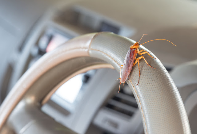 how to get roaches out of car