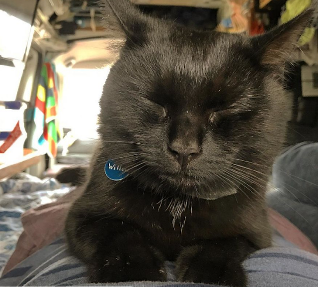 Guy equal Job and Sells Everything He Owns simply to Travel along with his Cat Guy equal Job and Sells Everything He Owns simply to Travel along with his Cat