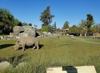 Rhino Fresno Chaffee Zoo