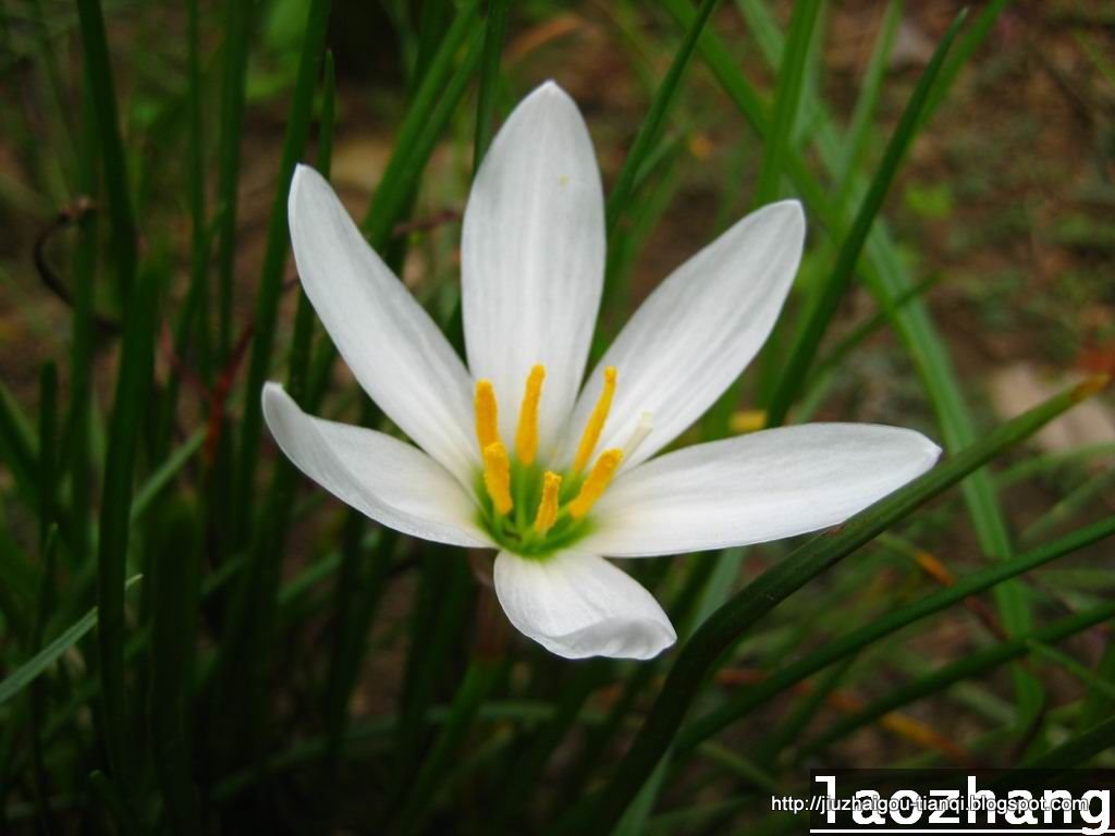 兰花-花:lanhua-09020112264392