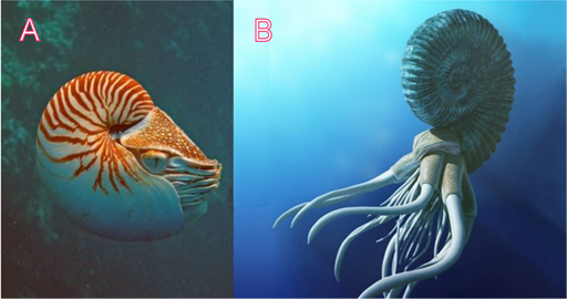 (A) Nautilus belauensis; (B) Un amonite.