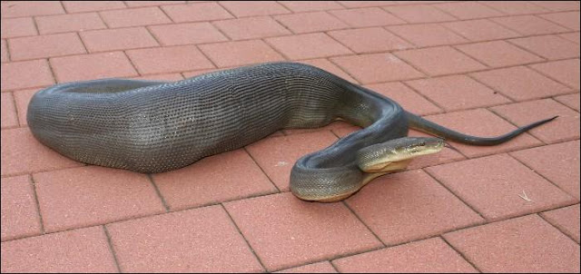 anaconda eats man. anaconda eats man. anaconda eats man.