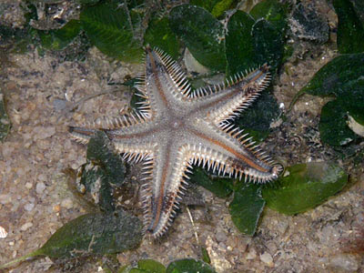 Sand Star (Astropecten sp.)