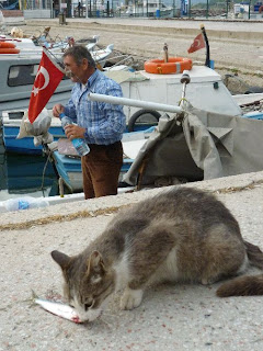 Chat de Corne d'Or