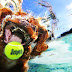 Foto Anjing Saat Bermain di Dalam Air