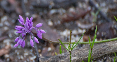 Purple Tassels (Sowerbaea laxiflora)