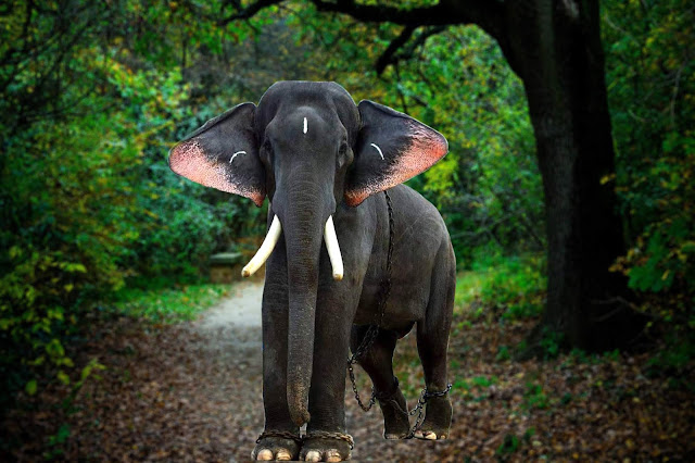 Kerala Elephant Uttoly Raman Hd Images