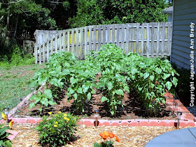 Sunflower Garden Four Rows at 51 Days ~ JaguarJulie
