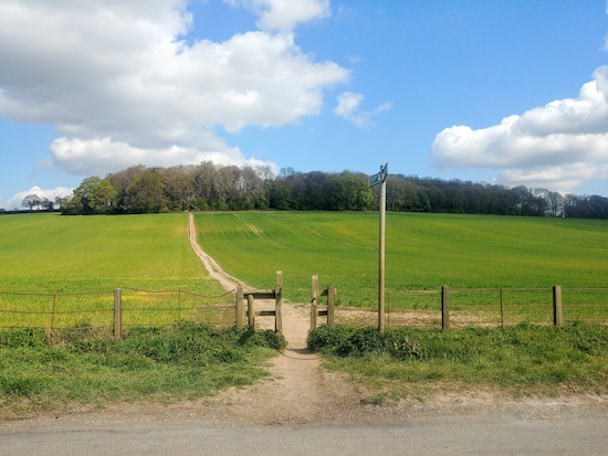 Cross Nettleden Road and continue uphill towards the woodland