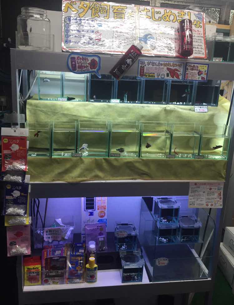 アクアテイク ｅ ブログ 3 1は21時まで営業 ベタ全品10 Off 当店のベタ管理方法もご紹介