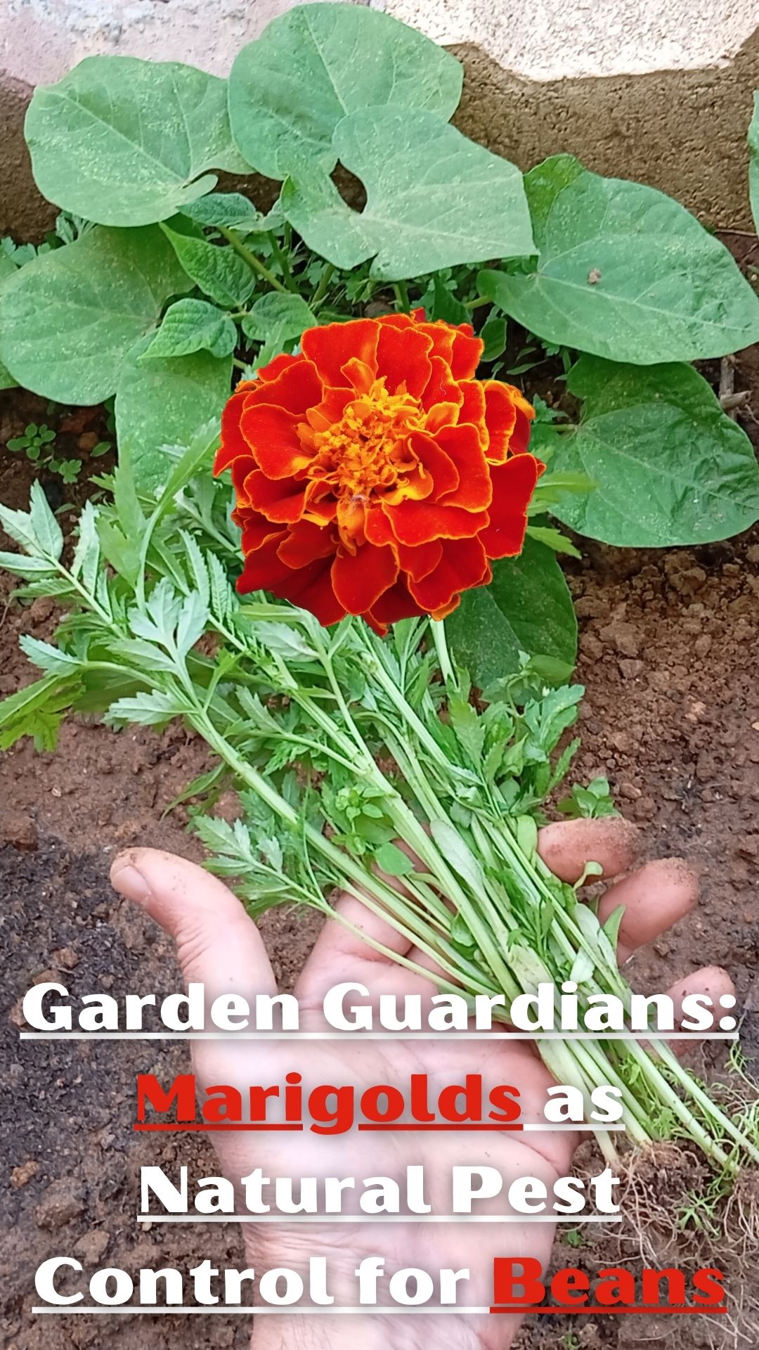 Step into the fascinating realm of companion planting with our brand new video tutorial! Uncover the art of strategically placing marigold seedlings next to beans to create a vibrant and fruitful garden space. Witness firsthand the magic of using nature's own methods for keeping pests at bay and nurturing the soil for optimal plant growth.