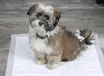Free Hartz Home Protection Odor Eliminating Dog Pads