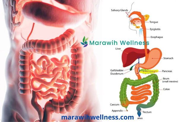 An overview of the human digestive system