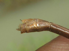 Female Stream Glory Damselfly sex organ Picture