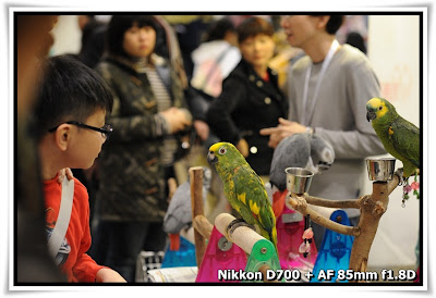 香港寵物節 Pet Show 2010