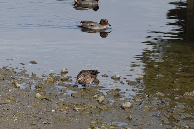 鳥取県米子市西町 湊山公園 清洞寺跡の池のマガモ