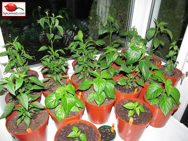 Chilli Plants in the Porch - 20th April 2022